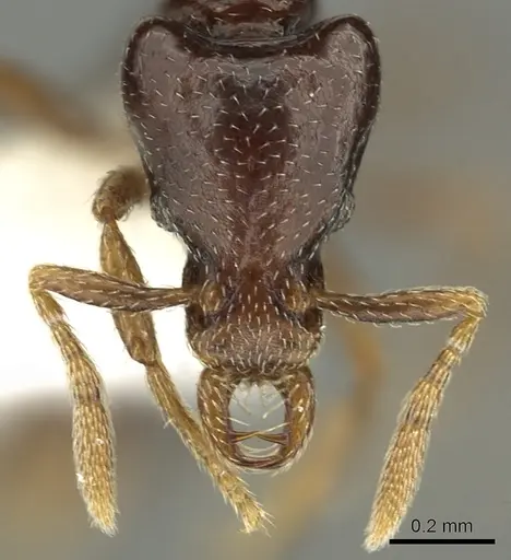 Strumigenys basiliska specimen