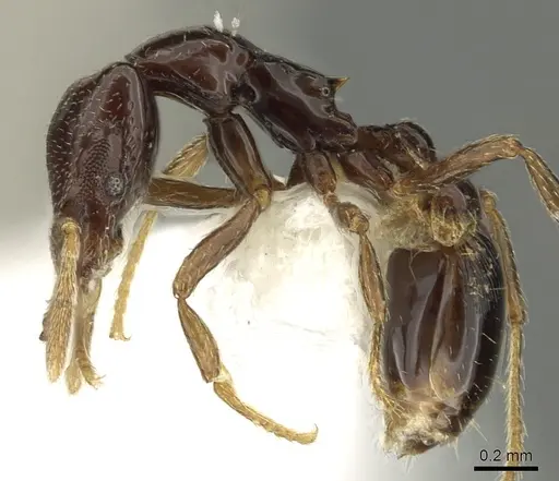 Strumigenys basiliska specimen