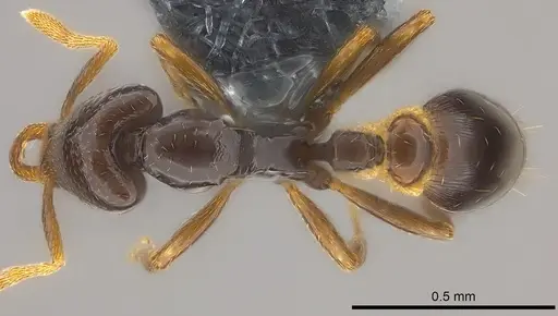 Strumigenys basiliska - CASENT0185864