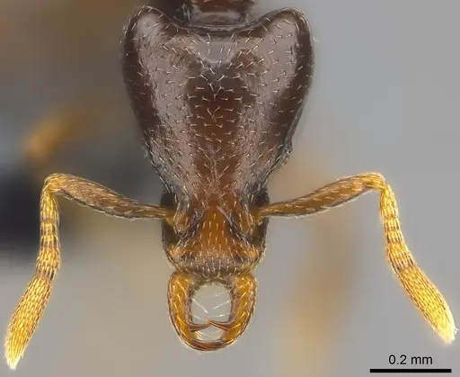 Strumigenys basiliska - CASENT0185864