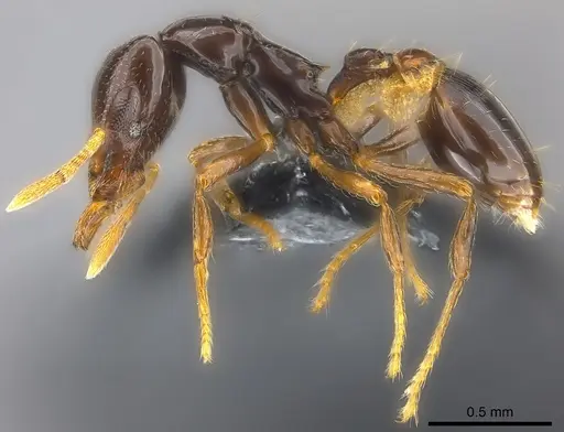 Strumigenys basiliska - CASENT0185864