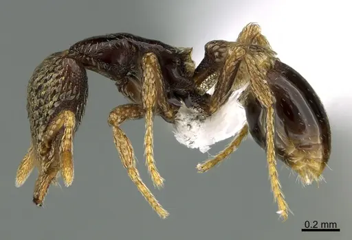 Strumigenys basiliska - CASENT0434845