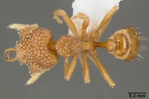 Strumigenys bathron specimen