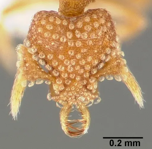 Strumigenys bathron specimen