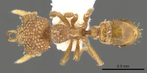 Strumigenys bathron - CASENT0900643