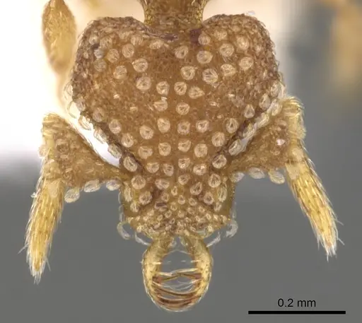 Strumigenys bathron - CASENT0900643