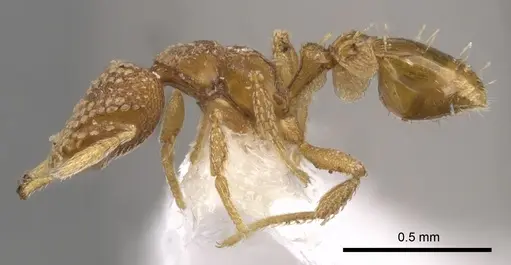 Strumigenys bathron - CASENT0900643