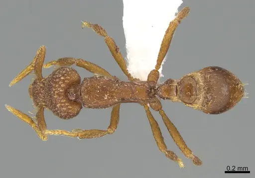 Strumigenys behasyla specimen