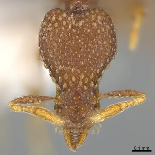 Strumigenys behasyla specimen