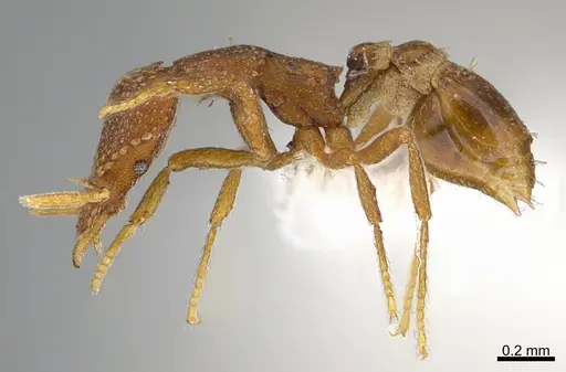 Strumigenys behasyla specimen