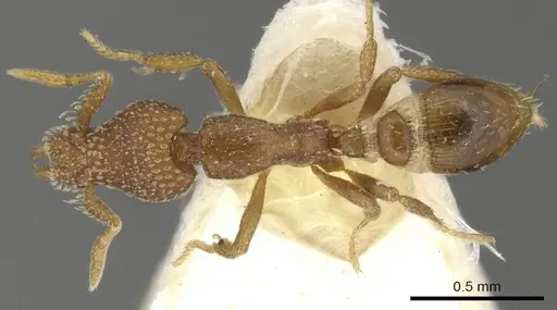 Strumigenys behasyla - CASENT0900074