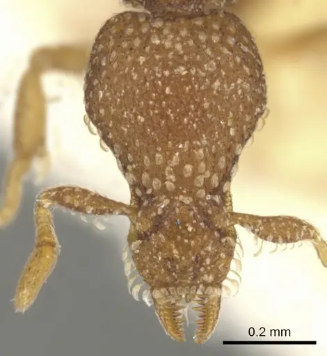 Strumigenys behasyla - CASENT0900074