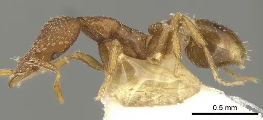 Strumigenys behasyla - CASENT0900074