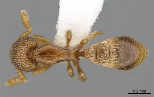 Strumigenys belial specimen