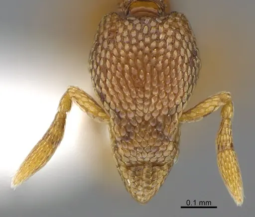 Strumigenys belial specimen