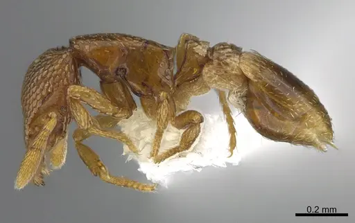 Strumigenys belial specimen