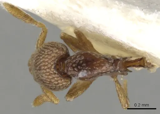 Strumigenys belial - CASENT0900057