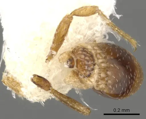 Strumigenys belial - CASENT0900057