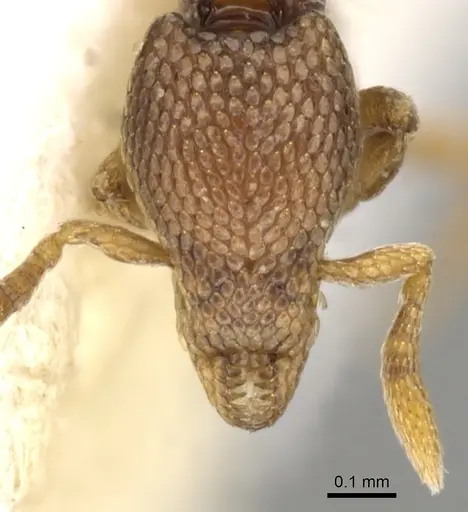 Strumigenys belial - CASENT0900057