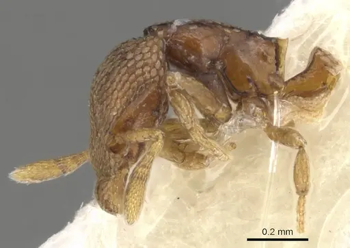 Strumigenys belial - CASENT0900057