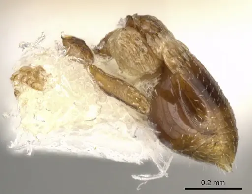 Strumigenys belial - CASENT0900057