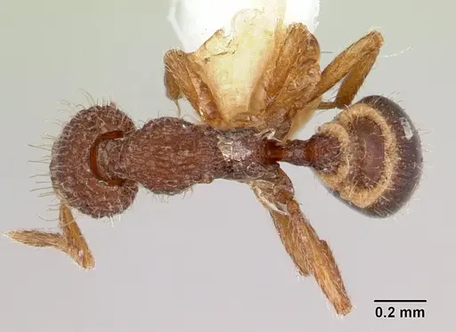 Strumigenys bellatrix specimen