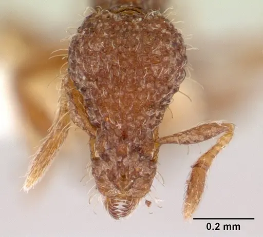 Strumigenys bellatrix specimen