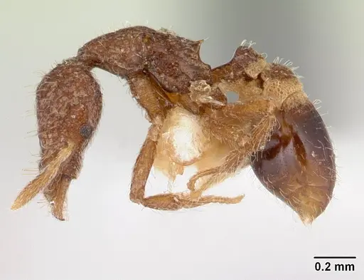 Strumigenys bellatrix specimen