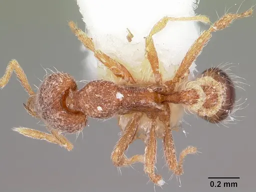 Strumigenys benulia specimen