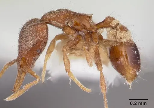 Strumigenys benulia specimen