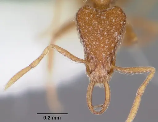 Strumigenys berkalial specimen