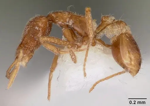 Strumigenys berkalial specimen