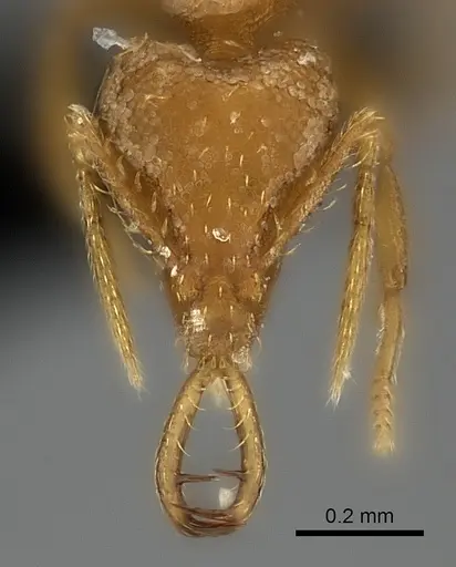 Strumigenys bernardi specimen