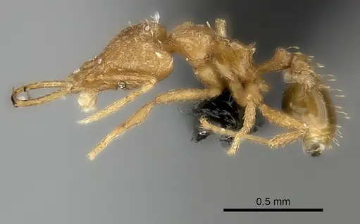 Strumigenys bernardi specimen