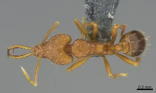 Strumigenys bernardi - CASENT0358486