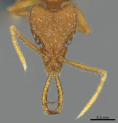 Strumigenys bernardi - CASENT0358486