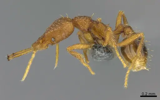 Strumigenys bernardi - CASENT0358486