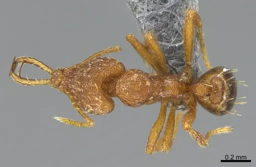 Strumigenys bernardi - CASENT0359586