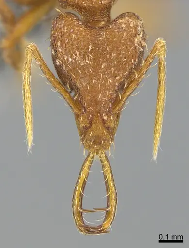 Strumigenys bernardi - CASENT0359586