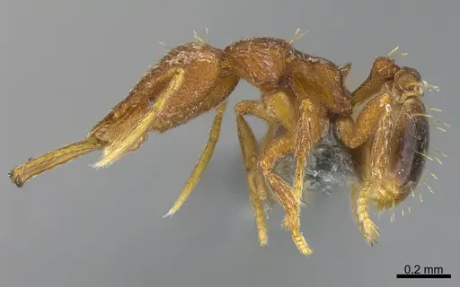 Strumigenys bernardi - CASENT0359586