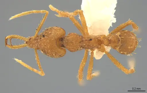 Strumigenys bernardi - CASENT0763672