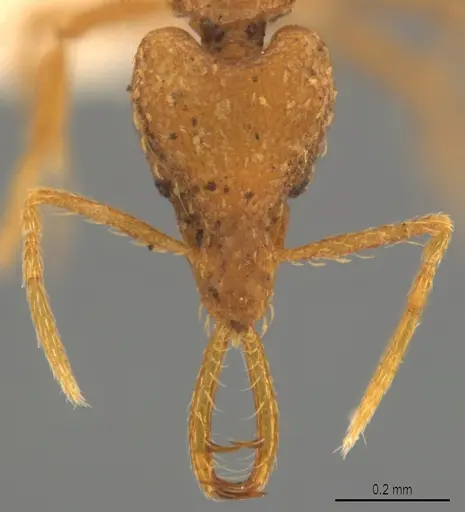 Strumigenys bernardi - CASENT0763672