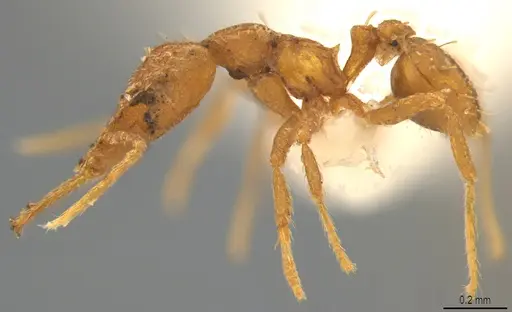 Strumigenys bernardi - CASENT0763672