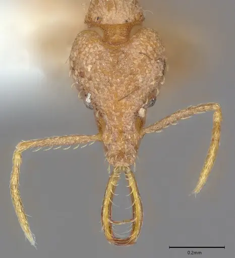 Strumigenys bernardi - CASENT0763673