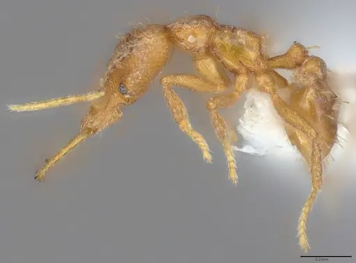 Strumigenys bernardi - CASENT0763673