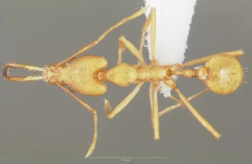 Strumigenys bibiolona specimen