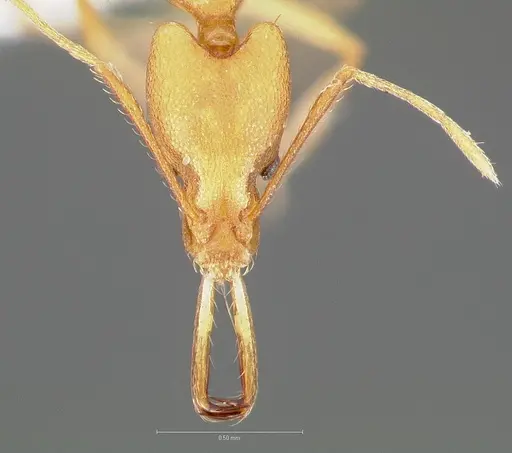 Strumigenys bibiolona specimen