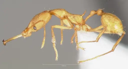 Strumigenys bibiolona specimen