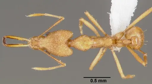 Strumigenys bibiolona - CASENT0005494