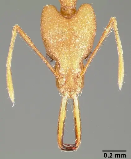 Strumigenys bibiolona - CASENT0005494